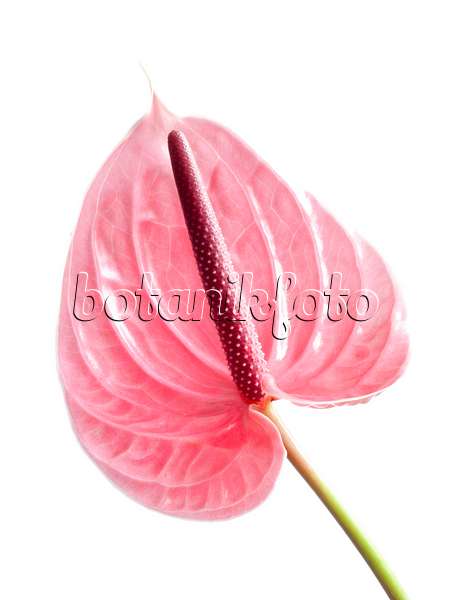 433131 - Flamingo flower (Anthurium)