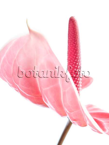 433132 - Flamingo flower (Anthurium)
