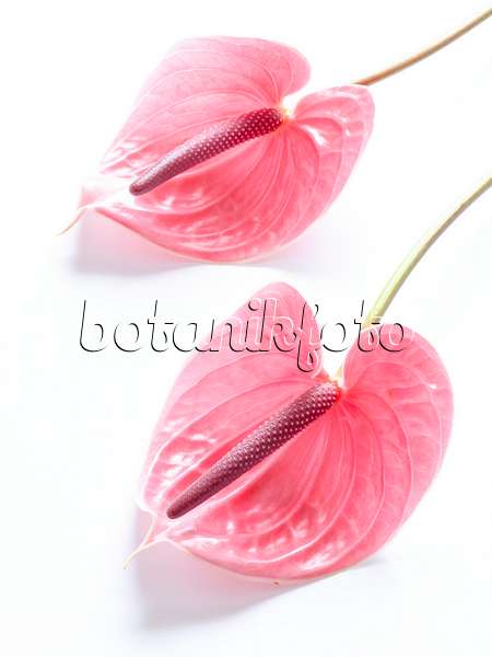433133 - Flamingo flower (Anthurium)