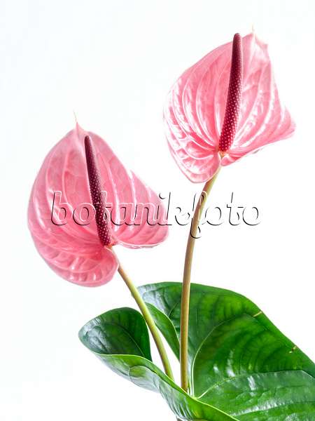 433139 - Flamingo flower (Anthurium)