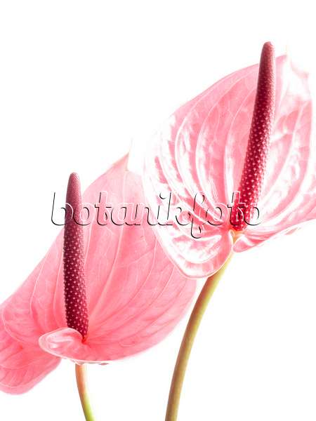 433140 - Flamingo flower (Anthurium)