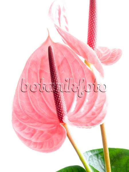 433142 - Flamingo flower (Anthurium)