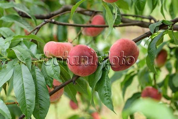 575278 - Flat peach (Prunus persica var. platycarpa 'Ufo 3')