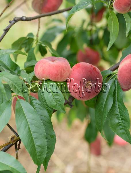 575279 - Flat peach (Prunus persica var. platycarpa 'Ufo 3')