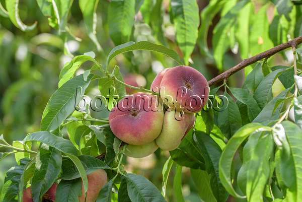 575280 - Flat peach (Prunus persica var. platycarpa 'Ufo 4')