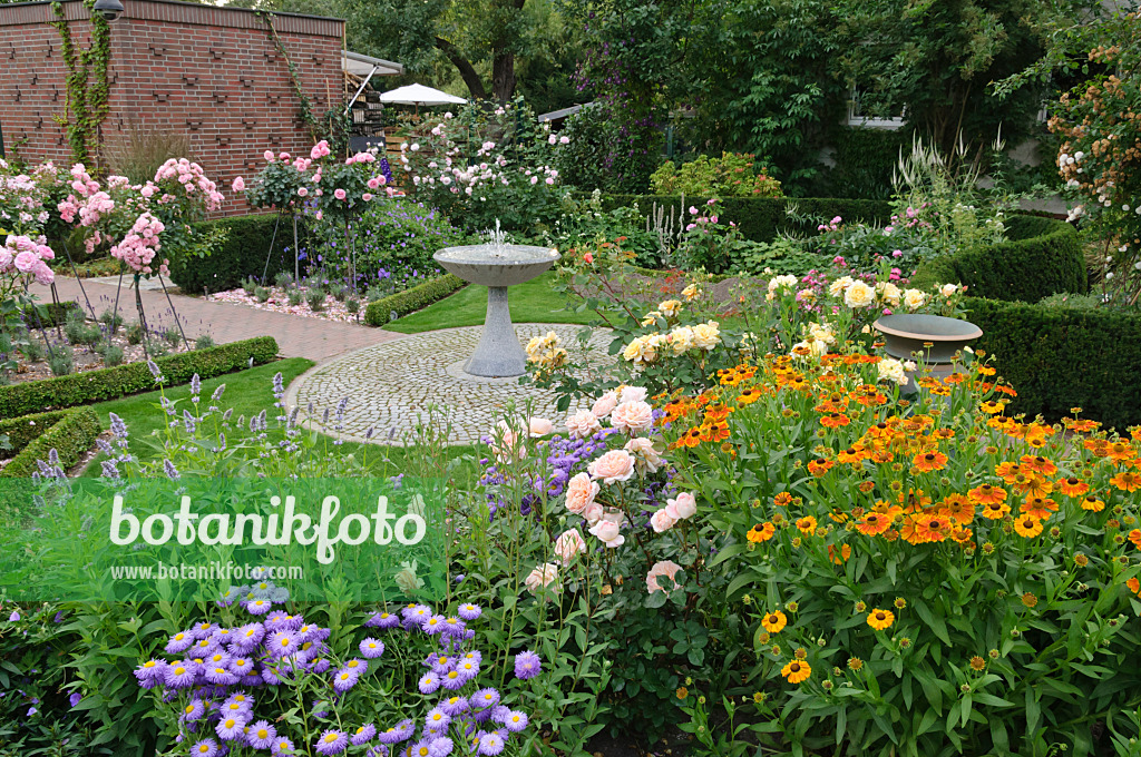 474069 - Fleabane (Erigeron), rose (Rosa) and sneezeweed (Helenium) in a rose garden