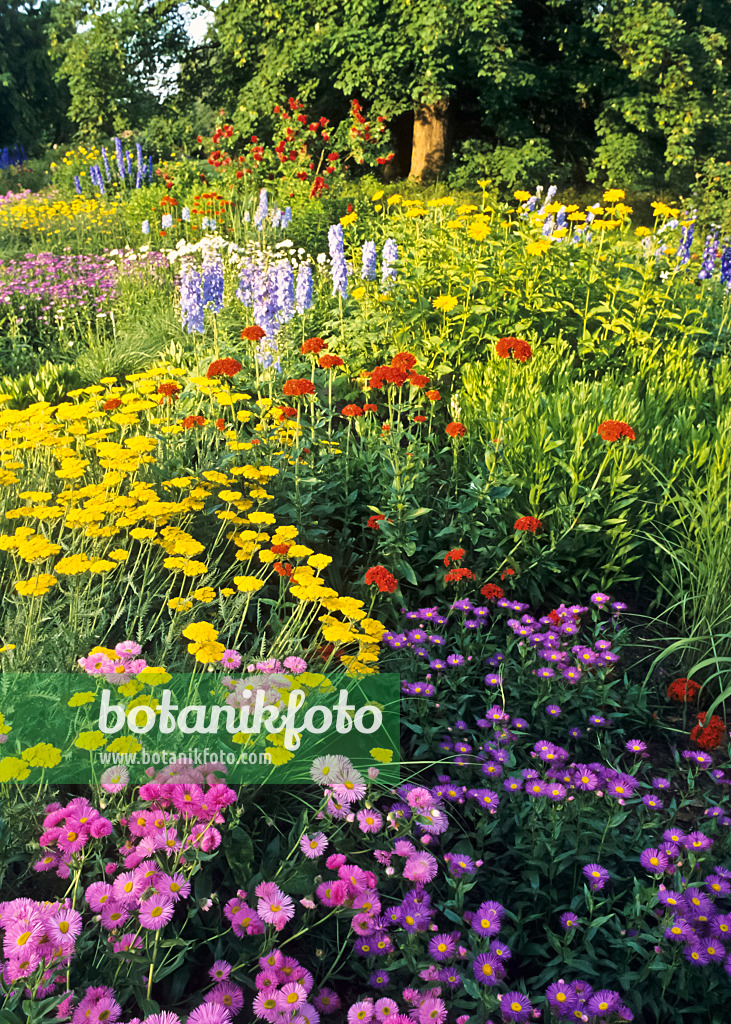 379083 - Fleabane (Erigeron), yarrow (Achillea) and Maltese cross (Lychnis chalcedonica syn. Silene chalcedonica)