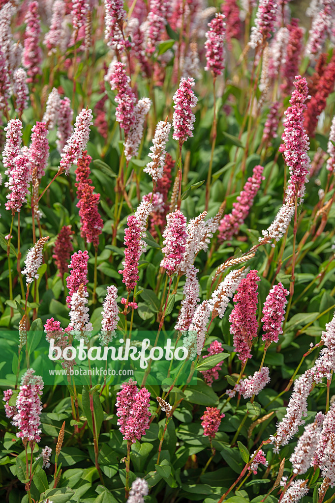 575178 - Fleece flower (Bistorta affinis 'Superba' syn. Polygonum affine 'Superba')