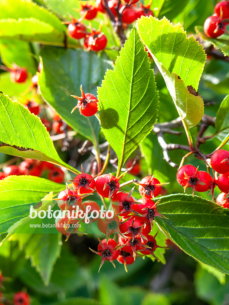 441032 - Fleshy hawthorn (Crataegus succulenta)