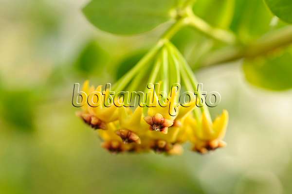 477118 - Fleur de porcelaine (Hoya cumingiana)