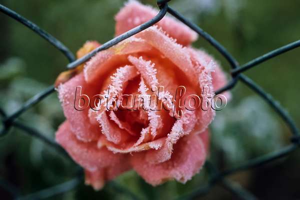 432069 - Fleur de rosier avec du givre