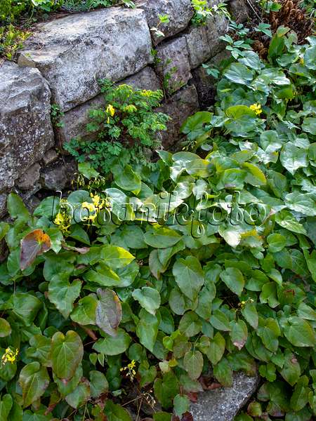 459070 - Fleur des elfes (Epimedium x perralchicum 'Frohnleiten')