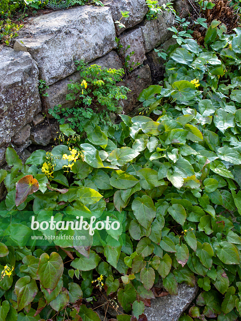 459070 - Fleur des elfes (Epimedium x perralchicum 'Frohnleiten')