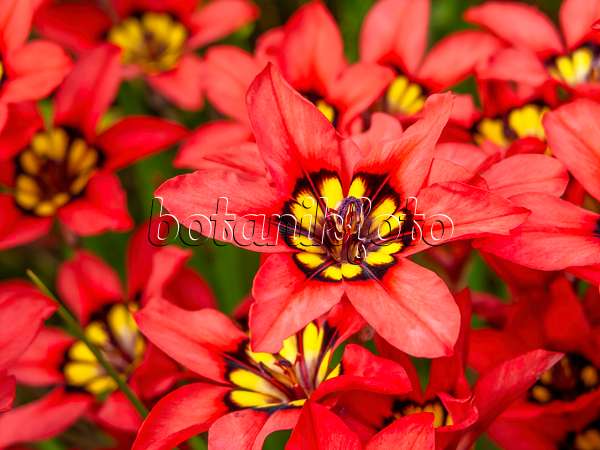 447021 - Fleur harlequin (Sparaxis tricolor)