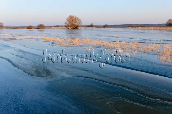 505002 - Flooded and frozen polder meadow, Lower Oder Valley National Park, Germany
