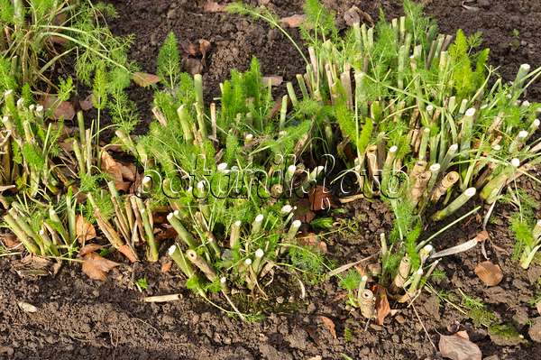 467030 - Florence fennel (Foeniculum vulgare var. azoricum)