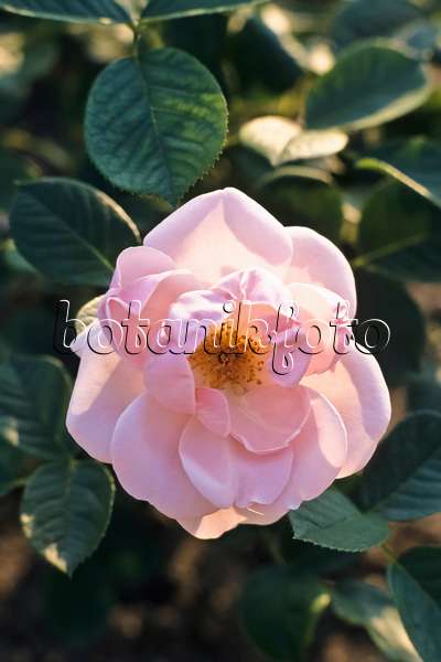 366030 - Floribunda rose (Rosa Astrid Lindgren)