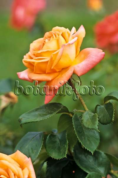 368038 - Floribunda rose (Rosa Berliner Luft)