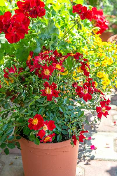616329 - Floribunda rose (Rosa Bienenweide Rot)