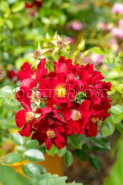 616330 - Floribunda rose (Rosa Bienenweide Rot)