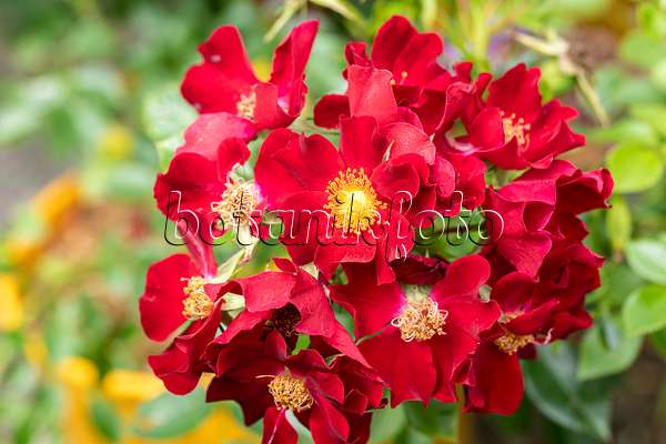 616332 - Floribunda rose (Rosa Bienenweide Rot)