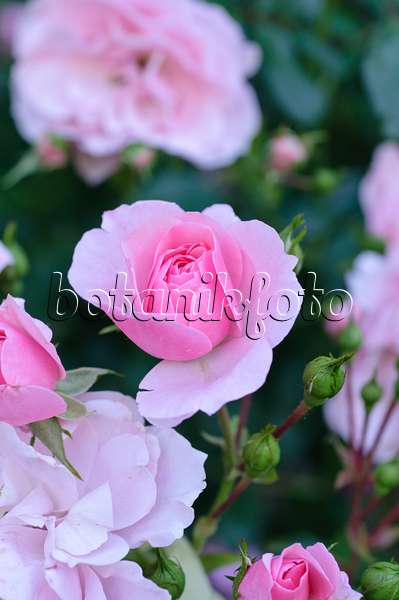 473164 - Floribunda rose (Rosa Bonica)