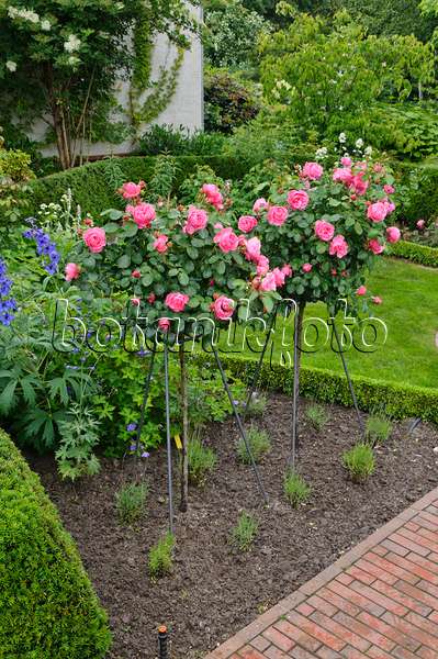 473140 - Floribunda rose (Rosa Leonardo da Vinci)