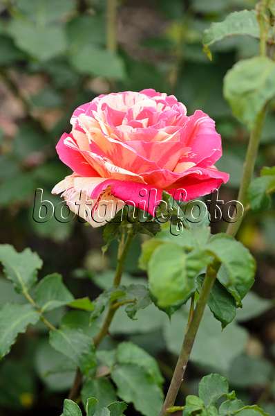 521243 - Floribunda rose (Rosa Méli-Mélo)