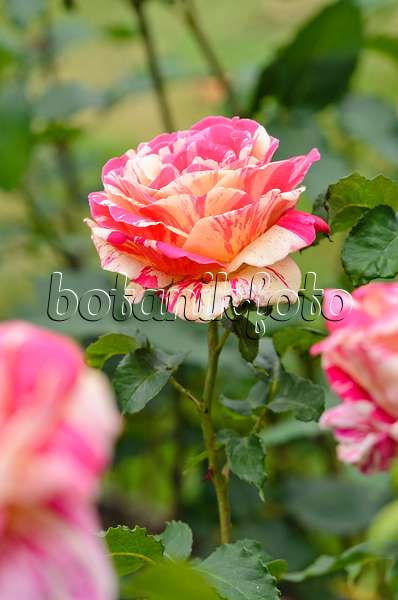 521244 - Floribunda rose (Rosa Méli-Mélo)