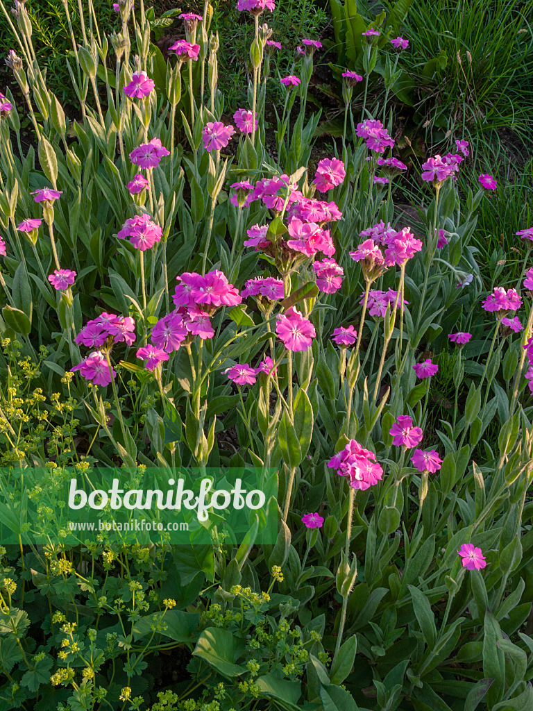 402002 - Flower of jove (Lychnis flos-jovis syn. Silene flos-jovis)