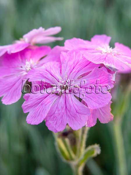 448061 - Flower of jove (Lychnis flos-jovis syn. Silene flos-jovis)