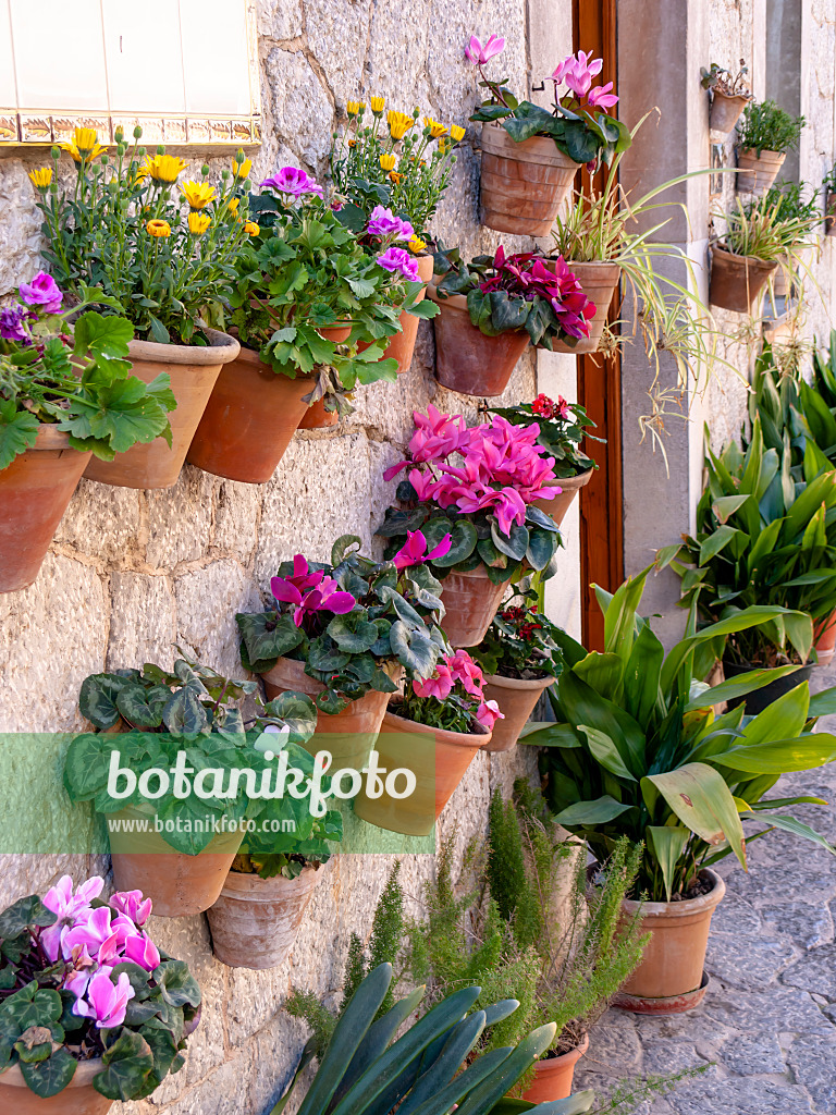 424044 - Flower pots at a house wall, Valldemossa, Majorca, Spain