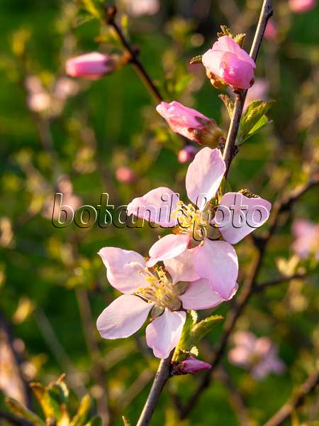 436247 - Flowering almond (Prunus triloba)