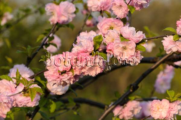 495212 - Flowering almond (Prunus triloba 'Multiplex')