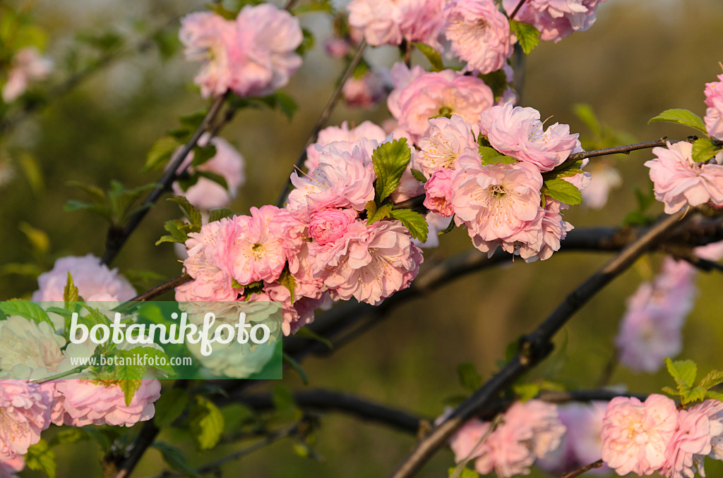 495212 - Flowering almond (Prunus triloba 'Multiplex')