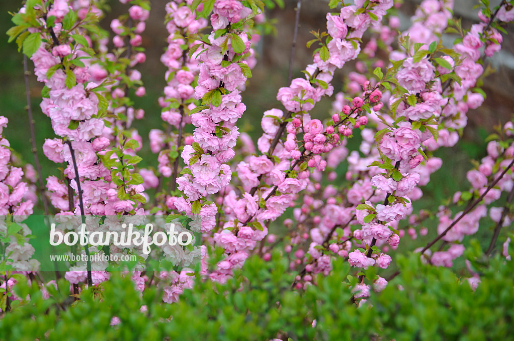 517217 - Flowering almond (Prunus triloba 'Multiplex')