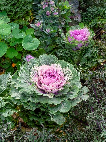 453003 - Flowering cabbage (Brassica oleracea)