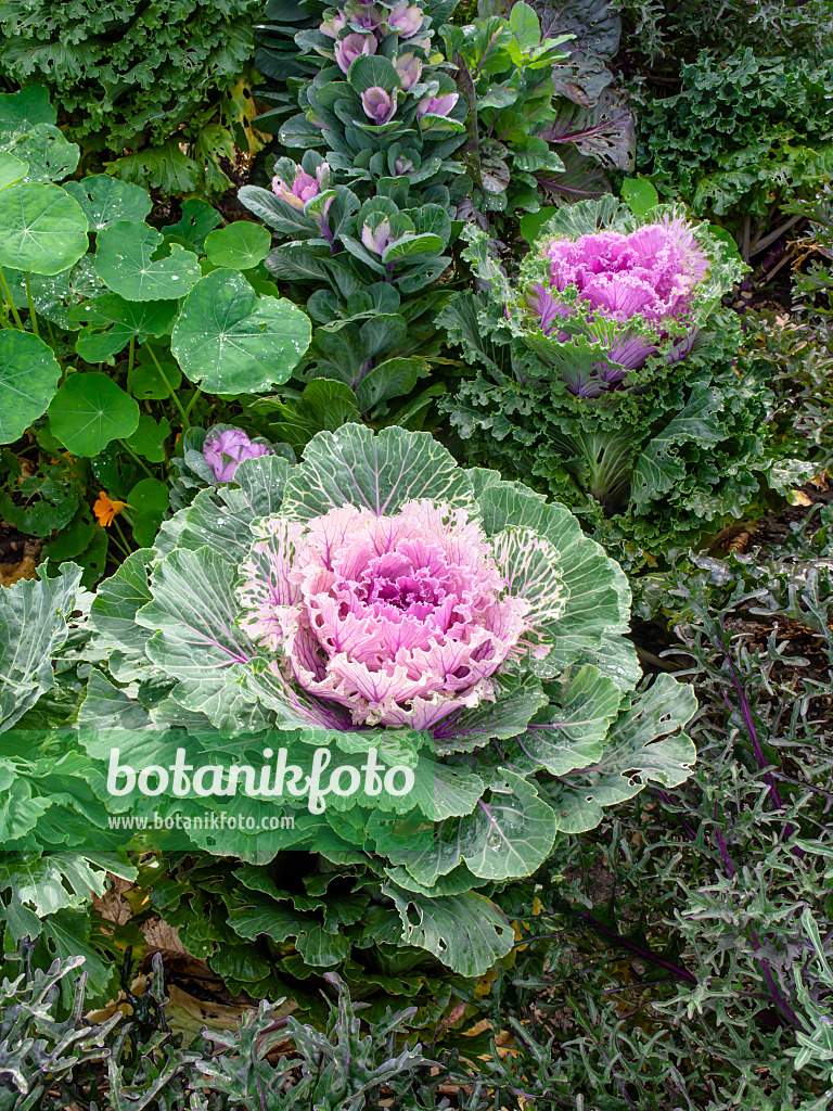 453003 - Flowering cabbage (Brassica oleracea)