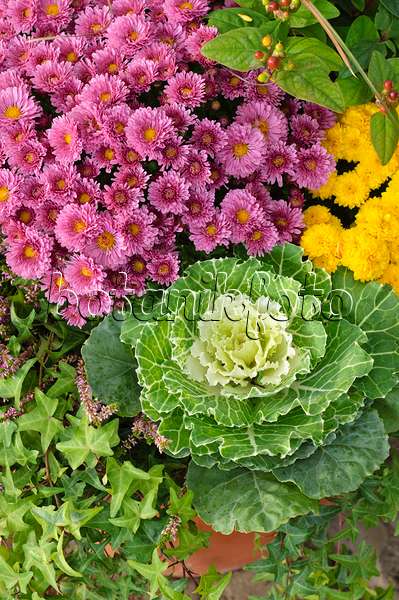 477056 - Flowering cabbage (Brassica oleracea) and chrysanthemums (Chrysanthemum)