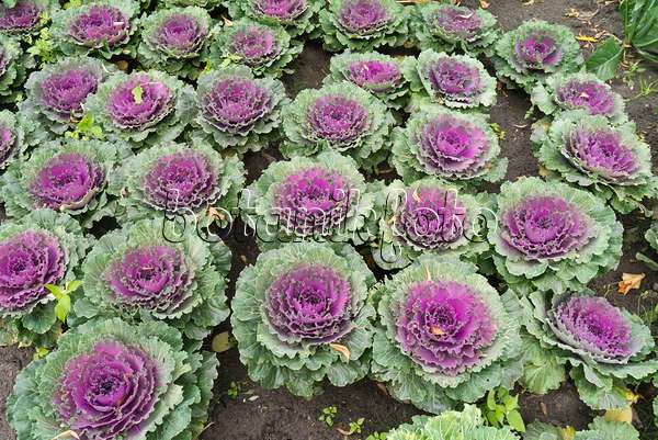 536207 - Flowering cabbage (Brassica oleracea)