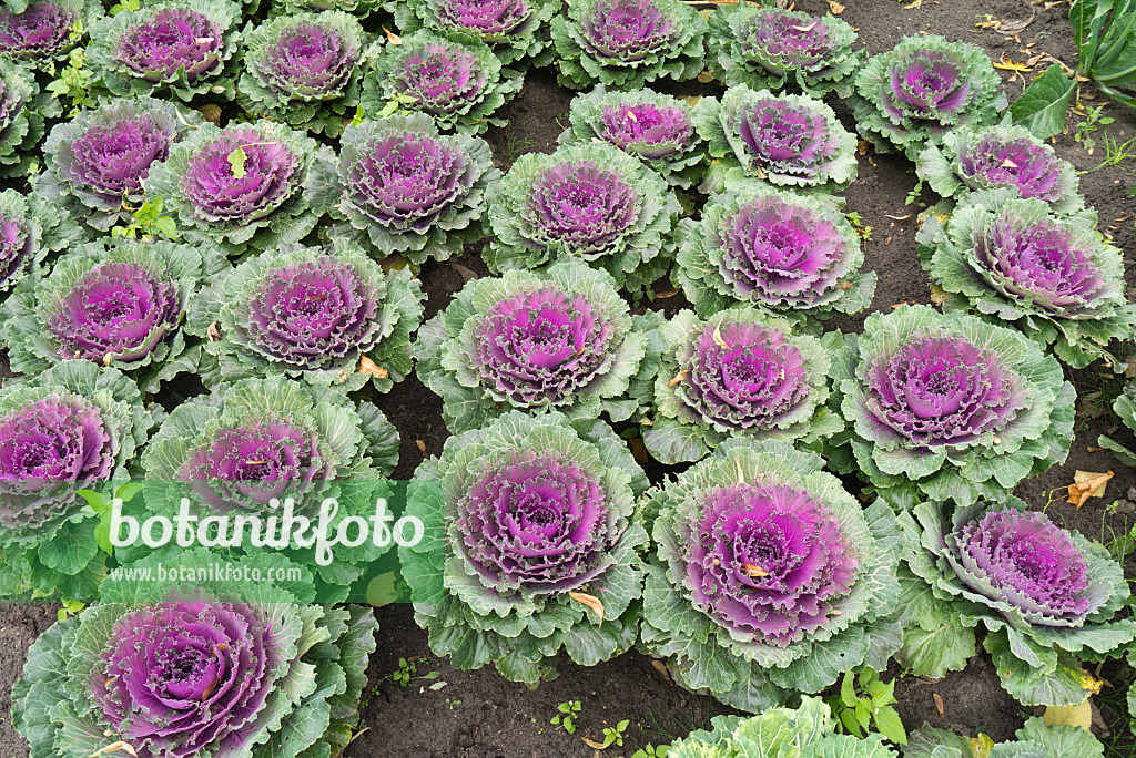 536207 - Flowering cabbage (Brassica oleracea)