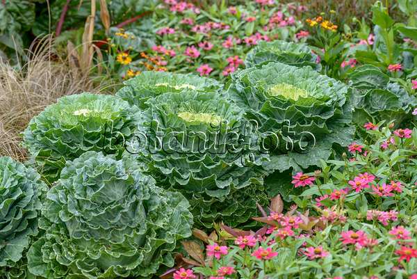 575029 - Flowering cabbage (Brassica oleracea var. acephala)