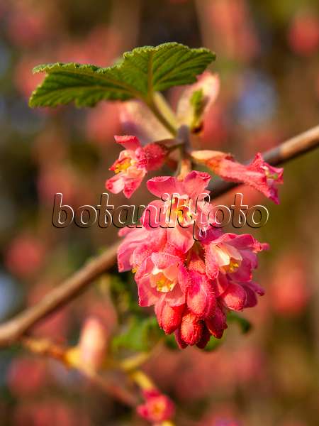424118 - Flowering currant (Ribes sanguineum)