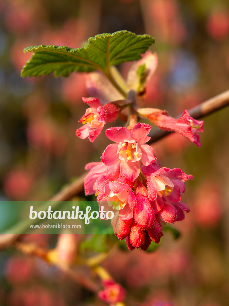 424118 - Flowering currant (Ribes sanguineum)