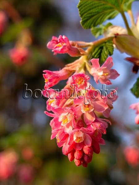 424119 - Flowering currant (Ribes sanguineum)