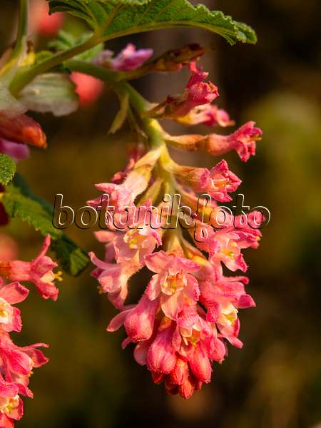424120 - Flowering currant (Ribes sanguineum)