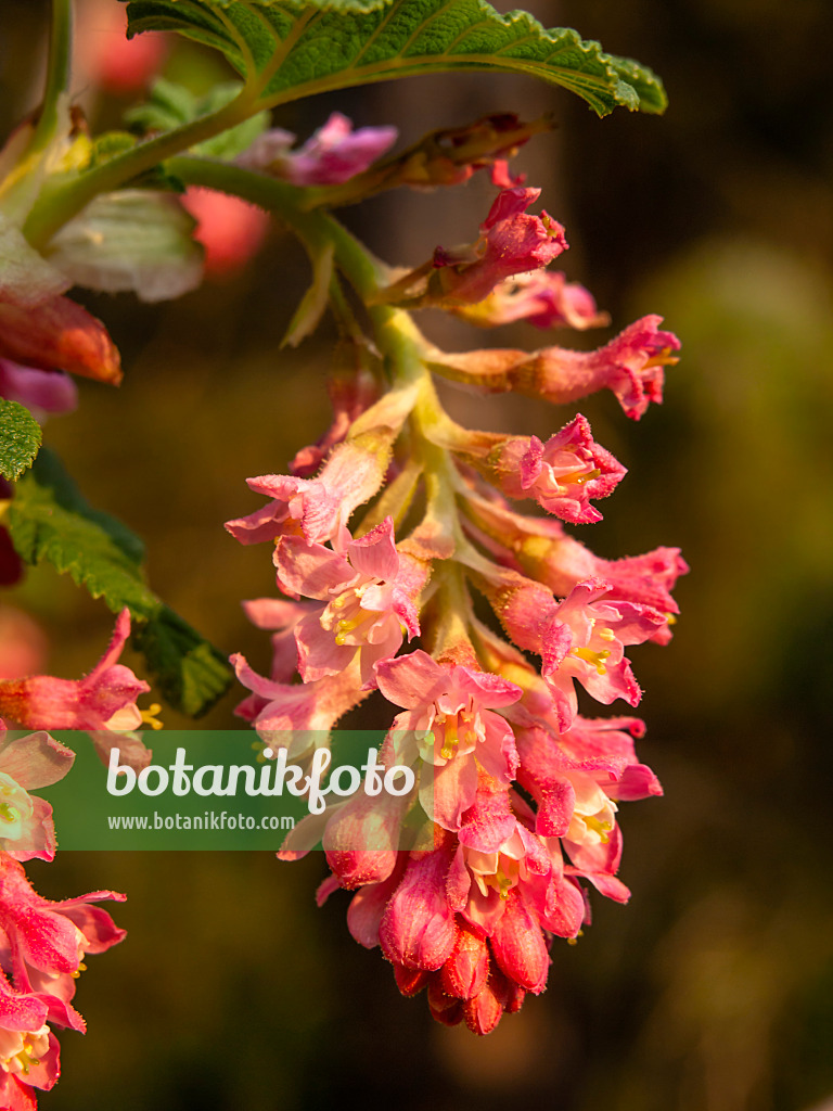 424120 - Flowering currant (Ribes sanguineum)