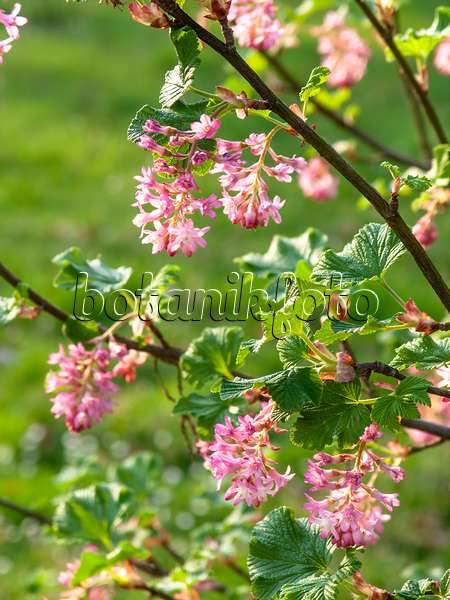 424122 - Flowering currant (Ribes sanguineum)