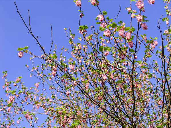 447038 - Flowering currant (Ribes sanguineum)