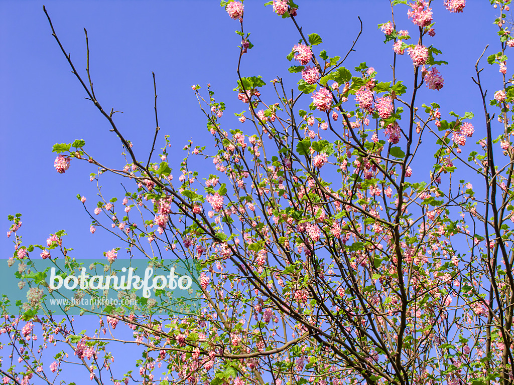 447038 - Flowering currant (Ribes sanguineum)